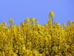 Rapeseed is a commonly used bio fuel